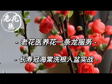 海棠花風水